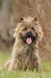 CAIRN TERRIER 651
